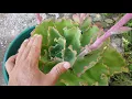 Echeveria 'Dick's Pink' in bloom / inflorescence / flowers