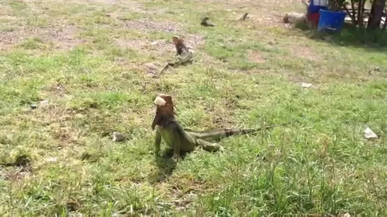 Feeding Giant Iguanas in Costa Rica