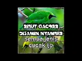 Lagu SUARA PIKAT SEGALA JENIS BURUNG ALAS,CUCAK IJO BIG,MINI,RANTING DAN LAINNYA
