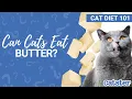 Can Cats Eat Butter Cat expert explains