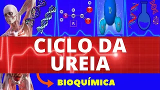 CICLO DA UREIA (ENSINO SUPERIOR) - BIOQUÍMICA - OXIDAÇÃO DE AMINOÁCIDOS - CICLO DA ORNITINA