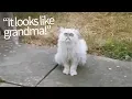 Evil Looking Cat Appears in Backyard Hilarious Commentary