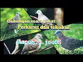 Download Lagu gabungan suara pikat perkutut dan tekukur durasi panjang, ampuh untuk pikat burung perkutut/tekukur