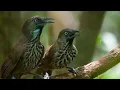 Download Lagu Perbedaan burung Tepus tunggir merah jantan dan betina akurat 100%