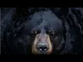 Download Lagu Red Shadow Singers ~ Black Bear Song