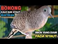 Perkutut Lokal Gacor Suara Besar Pancingan Burung Perkutut Agar Cepat Bunyi.