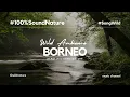 Download Lagu suara alam yang sangat merdu di pedalaman hutan