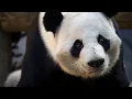 Zoo Atlanta to receive 2 new giant pandas