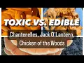 Toxic vs Edible How to Differentiate Chanterelles Jack O Lantern and Chicken of the Woods