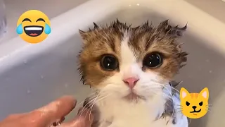 cute cats😺 funnycats😹