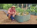 How to Grow Tomatoes in Raised Beds A Complete Beginner s Guide