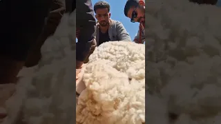 الجز الزاز في الحامة الحامة الجنوب الزاز الجز غناء غنم كبش حيوانات 