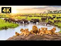 Lagu African Wildlife in 4K | Breathtaking Savanna Views and Relaxing Sounds of the Wild