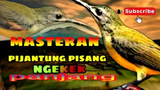 Download masteran pijantung pisang NGEKEK ... panjang MP3