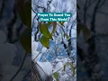 Download Lagu Prayer to guard you and protect you from this world