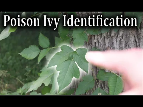 Poison Ivy Identification - How to Identify Poison Ivy Plants