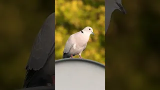 Dove Call Sound Birdwatching Naturesounds Shortsvideo Short 