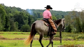 Stormy 4yr old quarter horse mare consigned to the Yoder Brothers auction