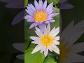 Lagu Poo Malarinthida #rooftopgardens #homegarden #waterlily #80stamilhits #kjyesudashits #jency #guppy
