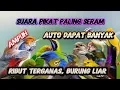 Download Lagu SUARA PIKAT BURUNG Kecil Ribut ANTI ZONK sangat heboh di kebun mp3 anti zonk