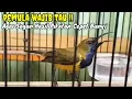 Download Lagu CARA MERAWAT SOGON HASIL PIKATAN   BIAR CEPET BUNYI UNTUK PEMULA
