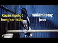 Download Lagu Kacer ngotot bongkar isian, buat Kacer lain respon narung emosi.malam tetap Joss!
