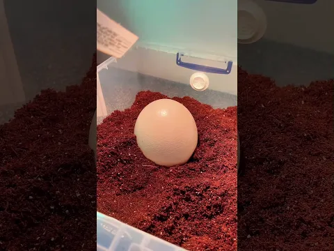 This Man Took in an Ostrich Egg... and Then Something Amazing Happened.
