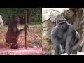 Remembering Little Joe s escape attempt from Boston zoo 20 years ago