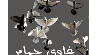 اغنية غاوى حمام راب  غناء عبده محمد دندنها