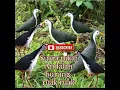 Download Lagu Suara pikat andalan Ruak Ruak #burungruakruak #pikatruakruak