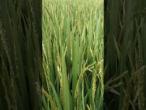 सब धान मरेगा।