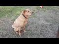 Dog eating roasted chestnuts