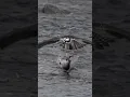 Download Lagu Osprey dives \u0026 catches a massive fish 🐟!! Copyrighted Sony A1ii +FE 400-800 #birds #sonyalpha