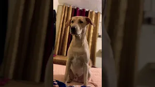 Simba Wants To Play Labrador Funnydog Pets Fypシ Funnyanimal Simba Dogvideos Shorts 