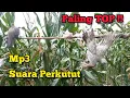 MP3 Suara PERKUTUT paling TOP ‼️
