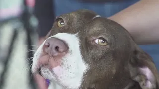 Oregon Humane Society reintroduces walk-in adoptions at Portland campus