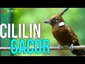 Download Lagu MASTERAN CILILIN GACOR SUARA JERNIH