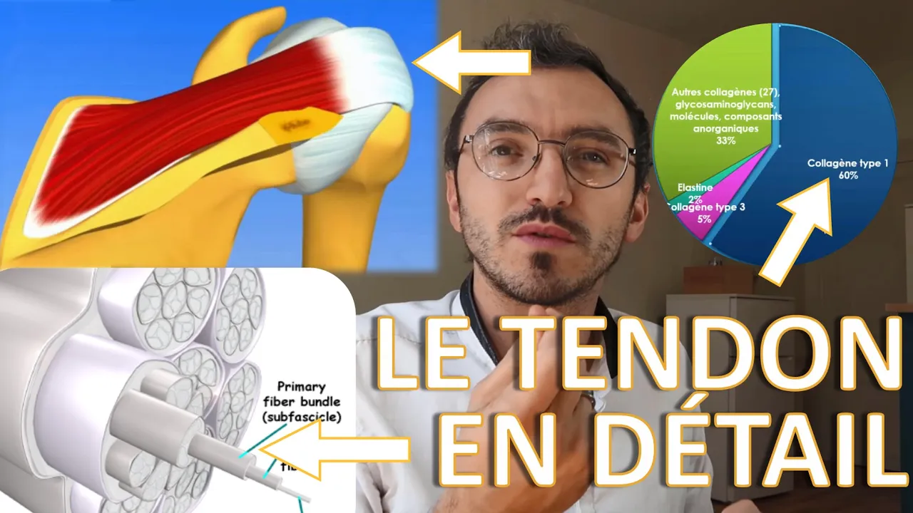 L'ANATOMIE DU TENDON de A à Z : comprendre la tendinite