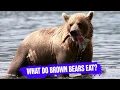 What do Brown Bears Eat Educational Information about Bear Diet