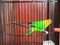 Lagu HEBOH.. Love bird juara nembak cililin panjang