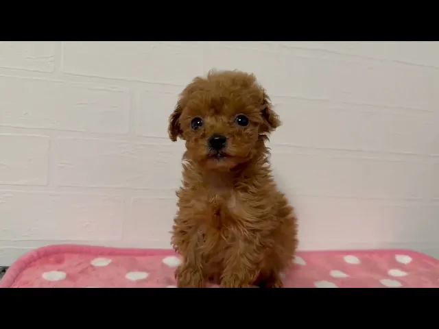 動画