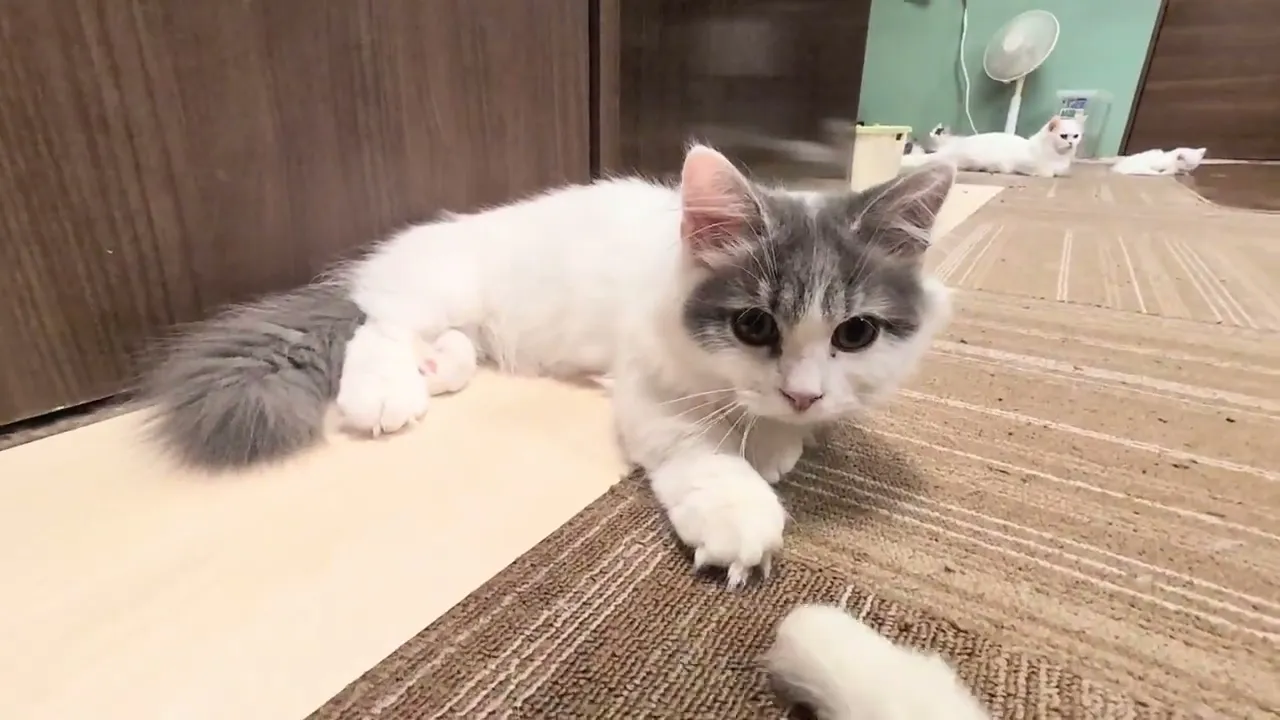 動画