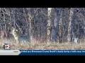 Michigan coyote hunting season closed for first time in eight years
