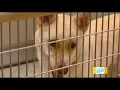 Idaho Today Clear the Shelters Pet Adoption League of Gem County