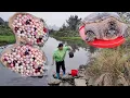 Pearl hunting Huge shells with red pearls appear in the shallow river in the wild