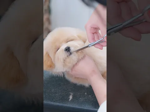 お昼寝するので切っておいてもらえますか?(マルプー子犬の初トリミング)