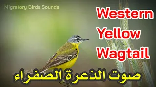 صوت الذعرة الصفراء أبوفصادة صفراء Western Yellow Wagtail Sound 