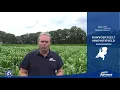 Download Lagu Sorghum op het Ruwvoerteelt Innovatieveld van ForFarmers in Bornerbroek