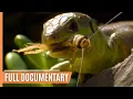 Download Lagu The Fascinating World of Insects | Full Documentary