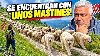 Así PROTEGEN los MASTINES a su rebaño! 😨